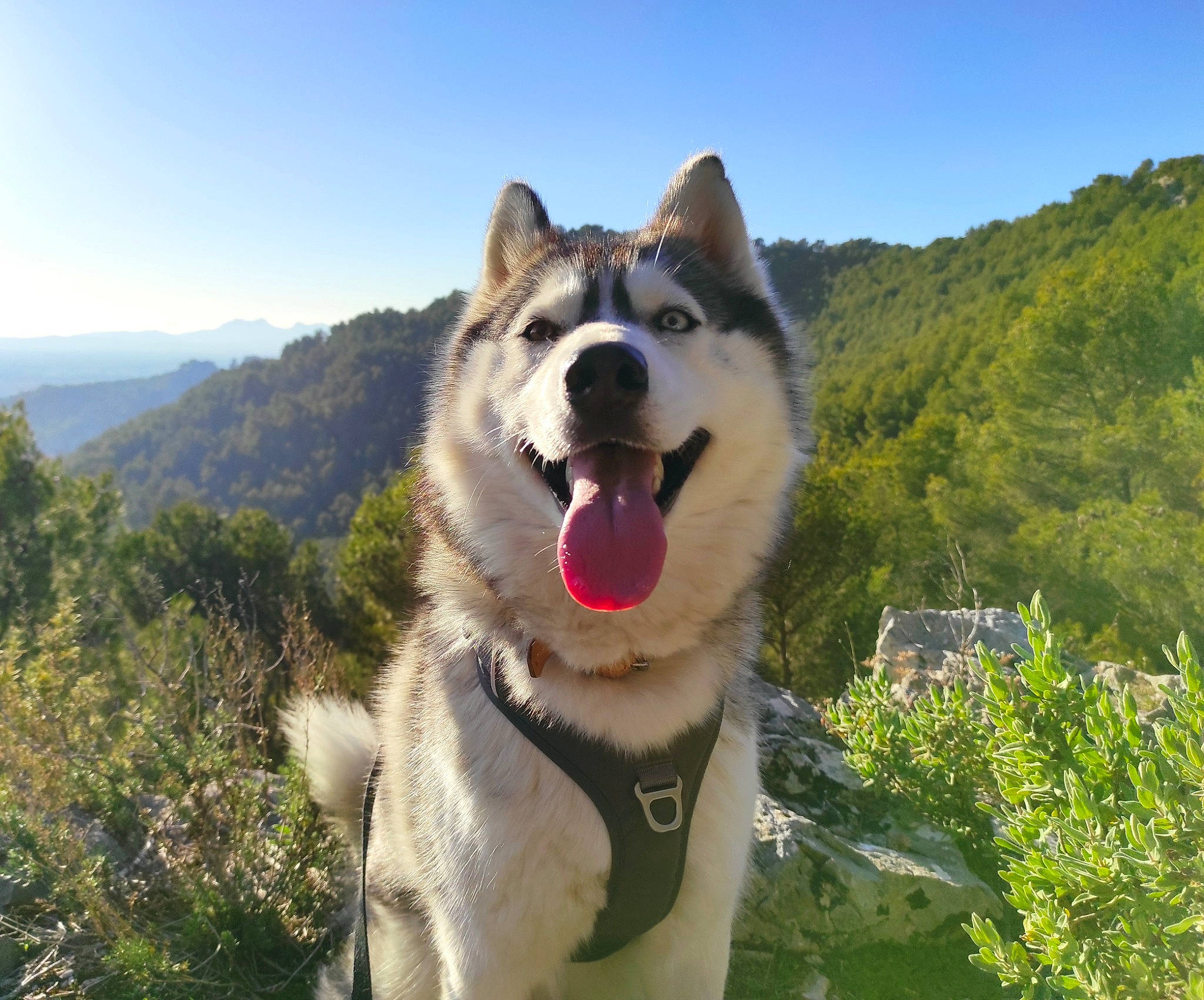 Laska a rejoint le concours — aidez-le/la à gagner de superbes lots ! canidae, canis, carnivore, collar, companion_dog, dog, dog_breed, fang, grass, happy, mountain, plant, siberian_husky, sky, sled_dog, snout, sporting_group, tree, wolf, working_animal