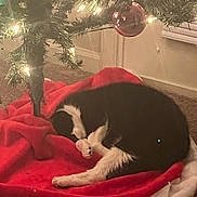 Tipsy joined the competition — help win amazing prizes! black, carpet, christmas_tree, cozy, decorations, dog, festive, holiday, indoor, lights, ornament, pet, pine_tree, quiet, red, relaxing, resting, sleeping, tree_skirt, white