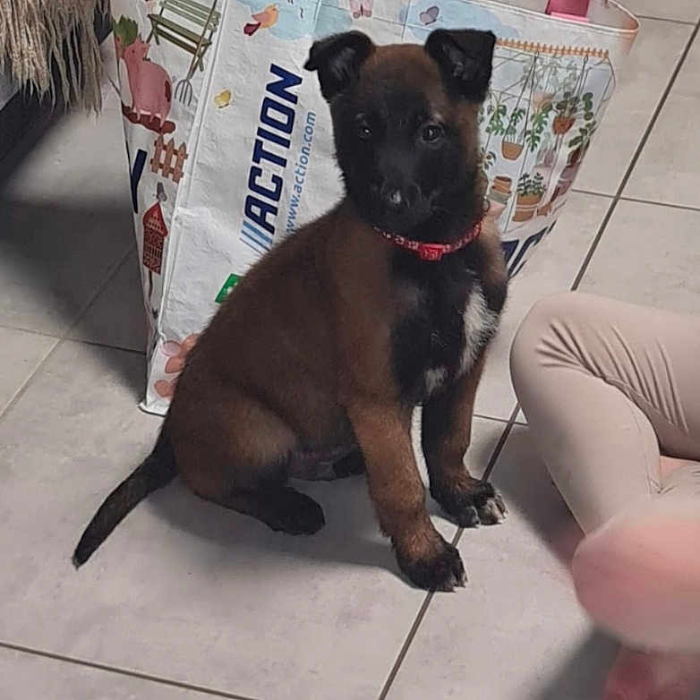 Usyk participe au concours pour gagner de l'argent avec cette photo : animal, black_markings, brown_dog, collar, curious, curtain, dog, floor, foot, furniture, home, indoor, pants, person_partial, pet, puppy, shopping_bag, sitting, tile_floor, tile_grout