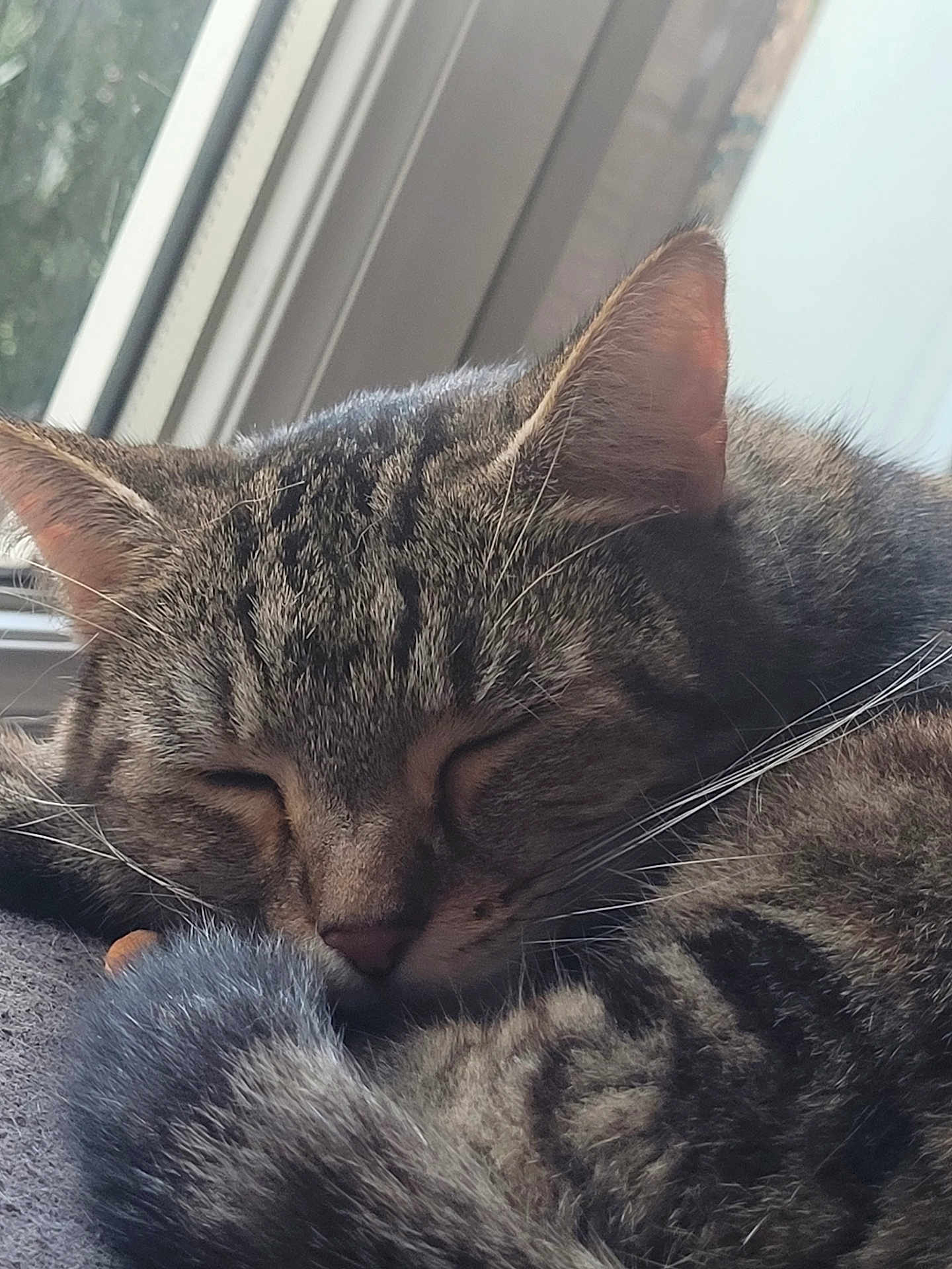 Elsa a rejoint le concours — aidez-le/la à gagner de superbes lots ! cat, tabby, sleeping, nap, fur, whiskers, ear, tail, closeup, window, natural_light, indoor, cozy, pet, animal, resting, cute, soft, peaceful, feline