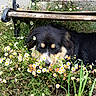 Valie a rejoint le concours — aidez-le/la à gagner de superbes lots ! animal, bench, closeup, daisy, dog, field, flora, flower, garden, grass, green, nature, outdoor, peaceful, pet, plant, resting, sleeping, summer, wood