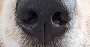 Valie a rejoint le concours — aidez-le/la à gagner de superbes lots ! animal, black, canine, close_up, detail, dog, fur, macro, mouth, muzzle, nose, outdoor, pet, pink, snout, texture, tongue, wet, whiskers, white