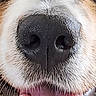 dog, nose, tongue, close_up, fur, snout, pet, animal, whiskers, mouth, pink, black, white, texture, macro, canine, wet, detail, muzzle, outdoor