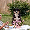 Valie participe au concours pour gagner de l'argent avec cette photo : casual, daylight, dog, fence, flowers, friendship, garden, glasses, grass, greenery, happy, nature, outdoor, pet, plant, pot, relaxation, smile, table, woman