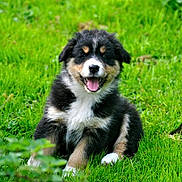 Valie participe au concours pour gagner de l'argent avec cette photo : animal, black_fur, brown_fur, cute, dog, fur, grass, greenery, happy, nature, outdoor, pet, playful, portrait, puppy, sitting, smiling, tongue_out, white_fur, young