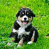 puppy, dog, grass, outdoor, smiling, black_fur, white_fur, brown_fur, sitting, happy, nature, pet, animal, cute, young, fur, tongue_out, greenery, portrait, playful