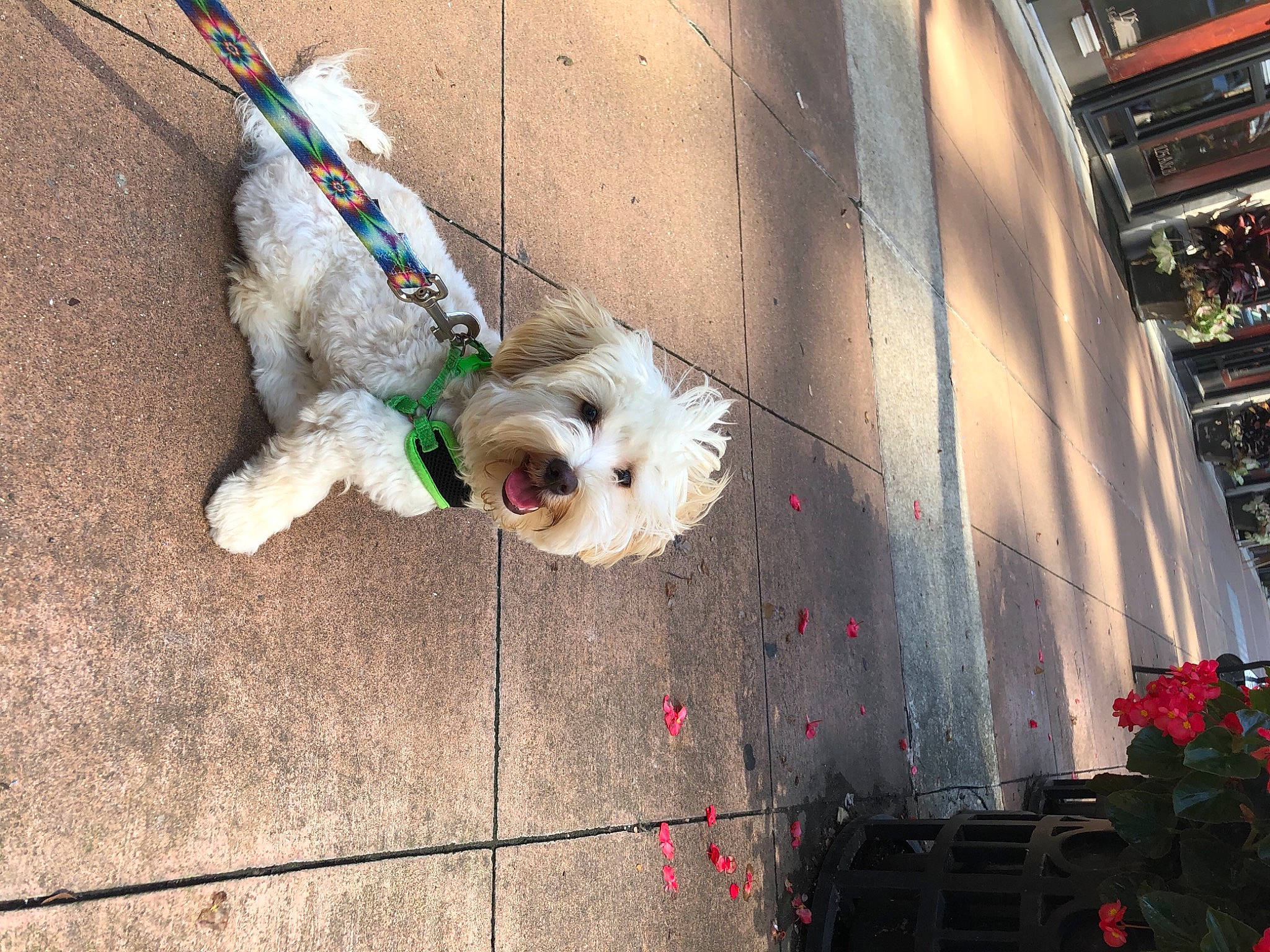 Toby joined the competition — help win amazing prizes! canidae, carnivore, collar, companion_dog, dog, dog_breed, dog_supply, fur, leash, mammal, non_sporting_group, pet_supply, puppy, small_terrier, snout, sporting_group, terrier, tongue, toy_dog, working_animal