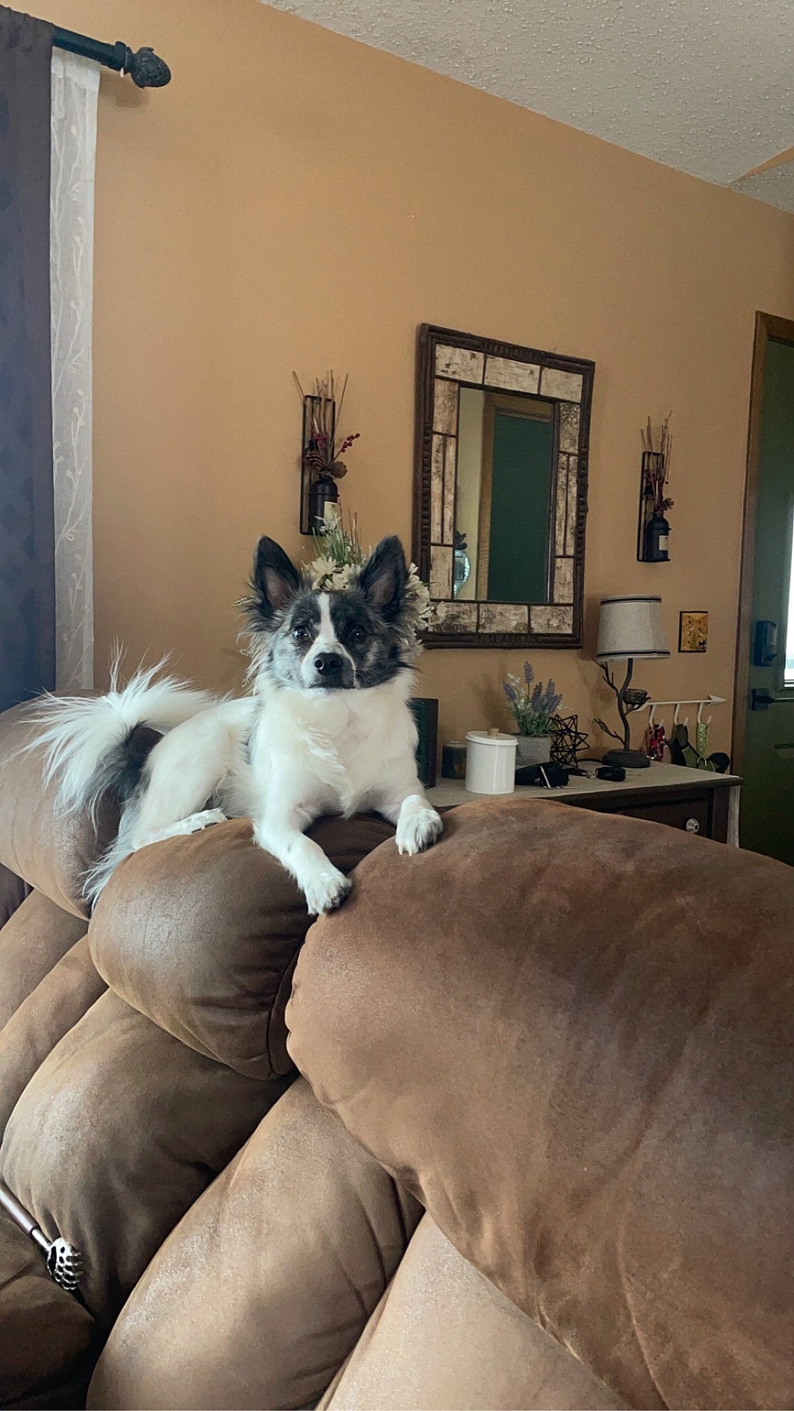 Fennekin joined the competition — help win amazing prizes! carnivore, cat, comfort, companion_dog, couch, fawn, felidae, floor, flooring, furniture, grey, houseplant, interior_design, living_room, mirror, picture_frame, plant, small_to_medium_sized_cats, whiskers, window