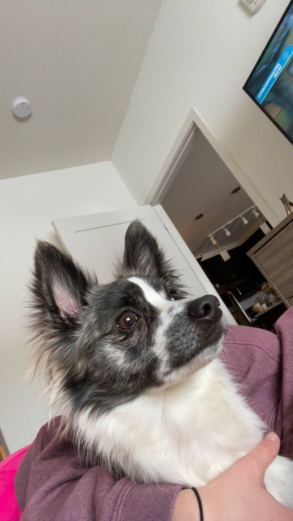 Fennekin joined the competition — help win amazing prizes! canidae, carnivore, ceiling, comfort, companion_dog, dog, dog_breed, dog_supply, door, ear, fur, paw, snout, sporting_group, television, toy_dog, whiskers, window, working_animal, working_dog