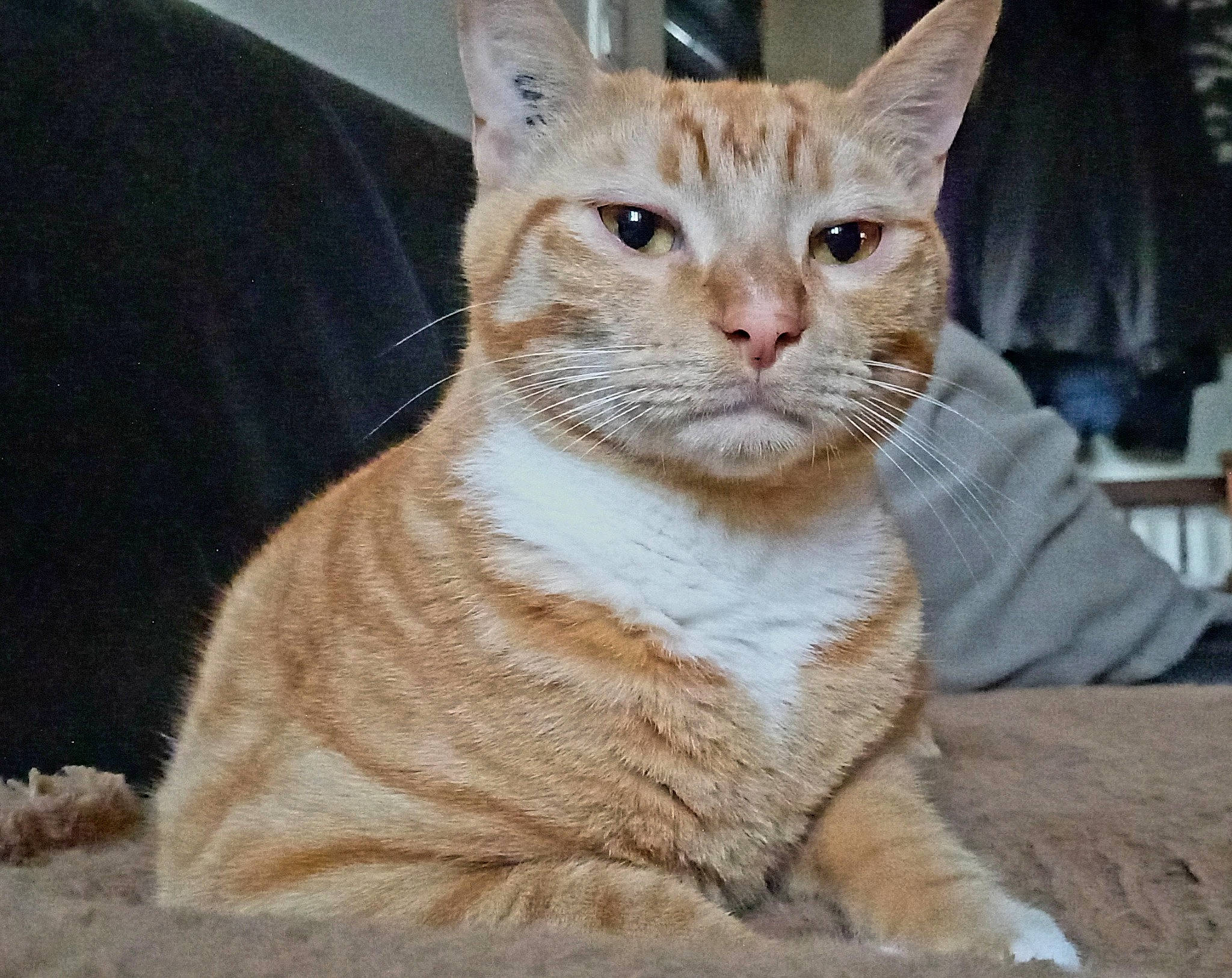 Sparco a rejoint le concours — aidez-le/la à gagner de superbes lots ! carnivore, cat, cat_supply, claw, comfort, domestic_short_haired_cat, fawn, felidae, fur, paw, photo_caption, sitting, small_to_medium_sized_cats, snout, tail, terrestrial_animal, tree, whiskers, window