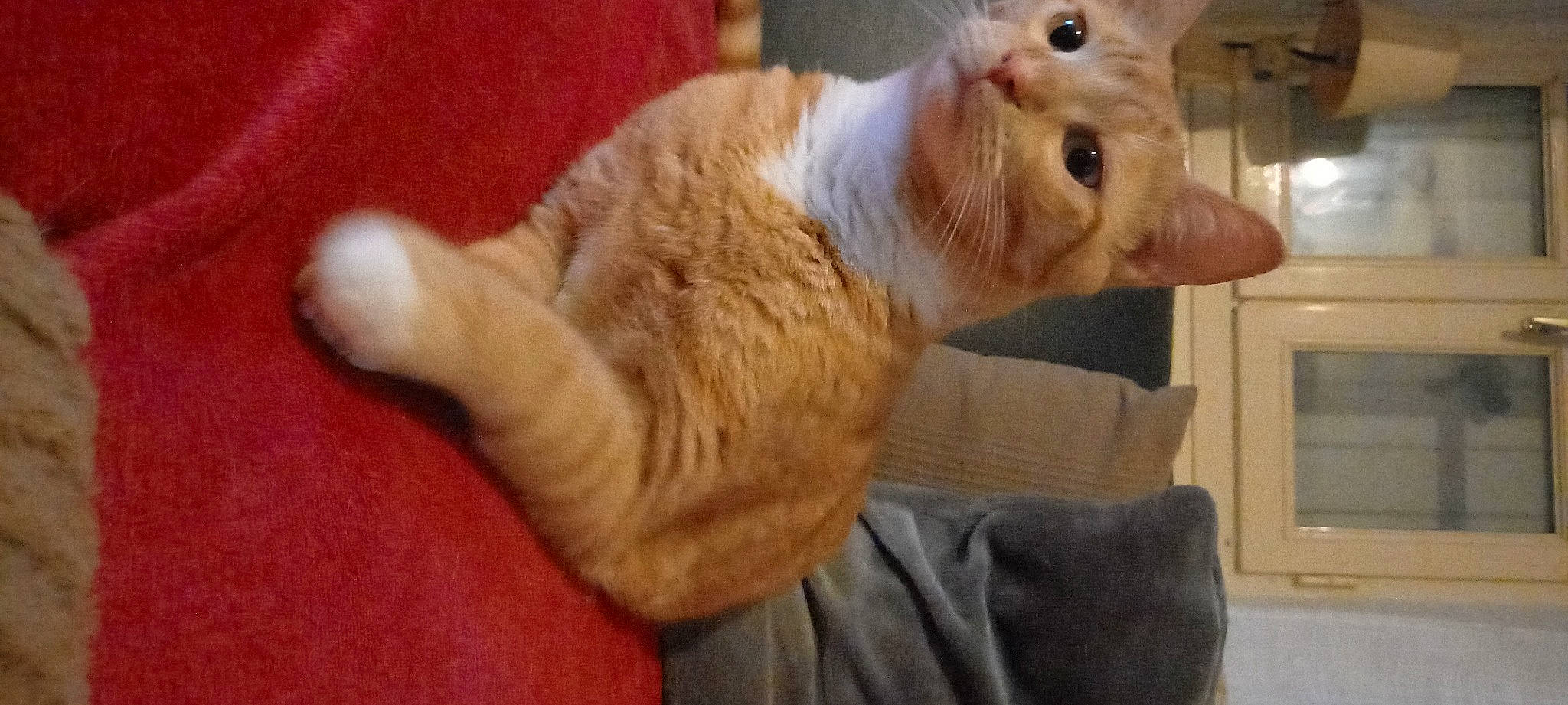 Sparco a rejoint le concours — aidez-le/la à gagner de superbes lots ! carnivore, cat, claw, comfort, domestic_short_haired_cat, ear, fawn, felidae, fur, gesture, paw, small_to_medium_sized_cats, snout, tail, whiskers, window, wood