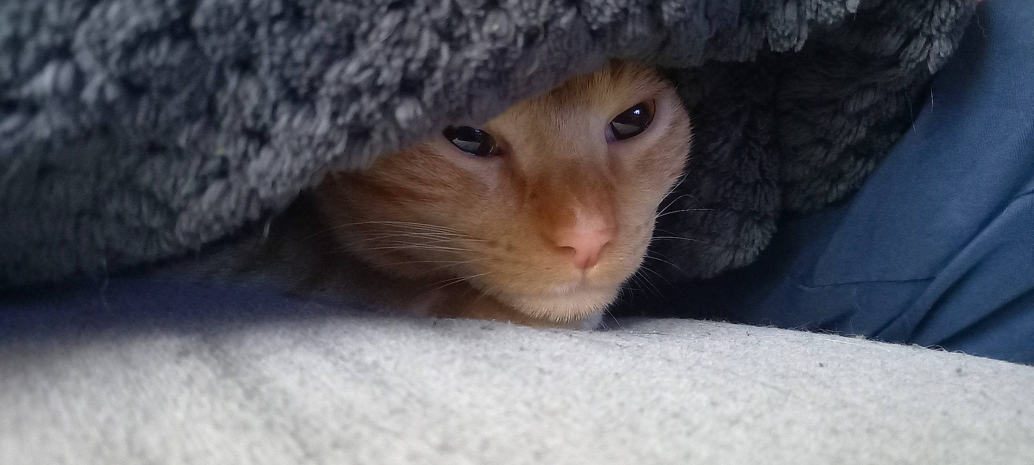 Sparco a rejoint le concours — aidez-le/la à gagner de superbes lots ! carnivore, cat, comfort, domestic_short_haired_cat, eyelash, fawn, felidae, fur, hamster, mouse, muroidea, paw, rodent, small_to_medium_sized_cats, snout, tail, terrestrial_animal, whiskers, wildlife, wood