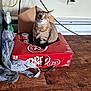 cat, tabby_cat, cardboard_box, soda_box, dr_pepper, floor, wood_floor, plastic_bag, slipper, electrical_cords, power_outlet, indoor, pet, curious, sitting, brown_cat, household, clutter, feline, looking_at_camera