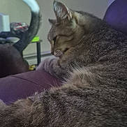 Olga joined the competition — help win amazing prizes! cat, tabby, indoor, couch, purple, relaxed, feline, pet, fur, tail, animal, domestic, resting, side_view, household, cozy, background, two_cats, furniture, companion