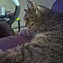 cat, tabby, indoor, couch, purple, relaxed, feline, pet, fur, tail, animal, domestic, resting, side_view, household, cozy, background, two_cats, furniture, companion