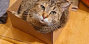 Olga joined the competition — help win amazing prizes! cat, tabby_cat, cardboard_box, wooden_table, soda_cans, metal_bowl, burger_king_bag, cutting_board, pen, cigarette, chair, floor, household_items, curious, indoor, pet, feline, whiskers, green_eyes, cluttered