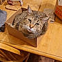 cat, tabby_cat, cardboard_box, wooden_table, soda_cans, metal_bowl, burger_king_bag, cutting_board, pen, cigarette, chair, floor, household_items, curious, indoor, pet, feline, whiskers, green_eyes, cluttered