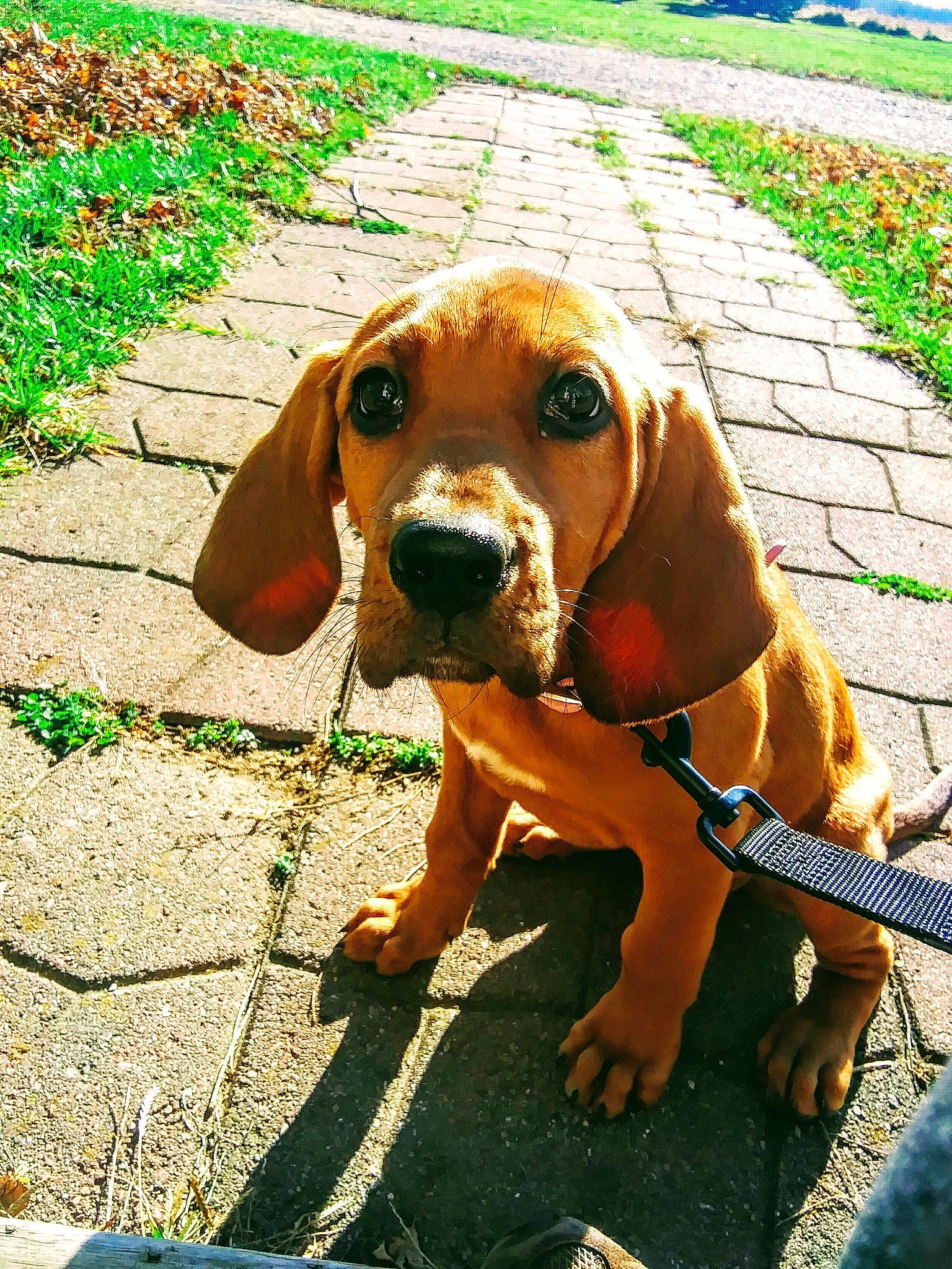 Frigg joined the competition — help win amazing prizes! canidae, carnivore, coonhound, dog, dog_breed, fawn, hound, hunting_dog, mammal, portuguese_pointer, rare_breed_dog, redbone_coonhound, snout, sporting_group, tyrolean_hound, vertebrate, vizsla