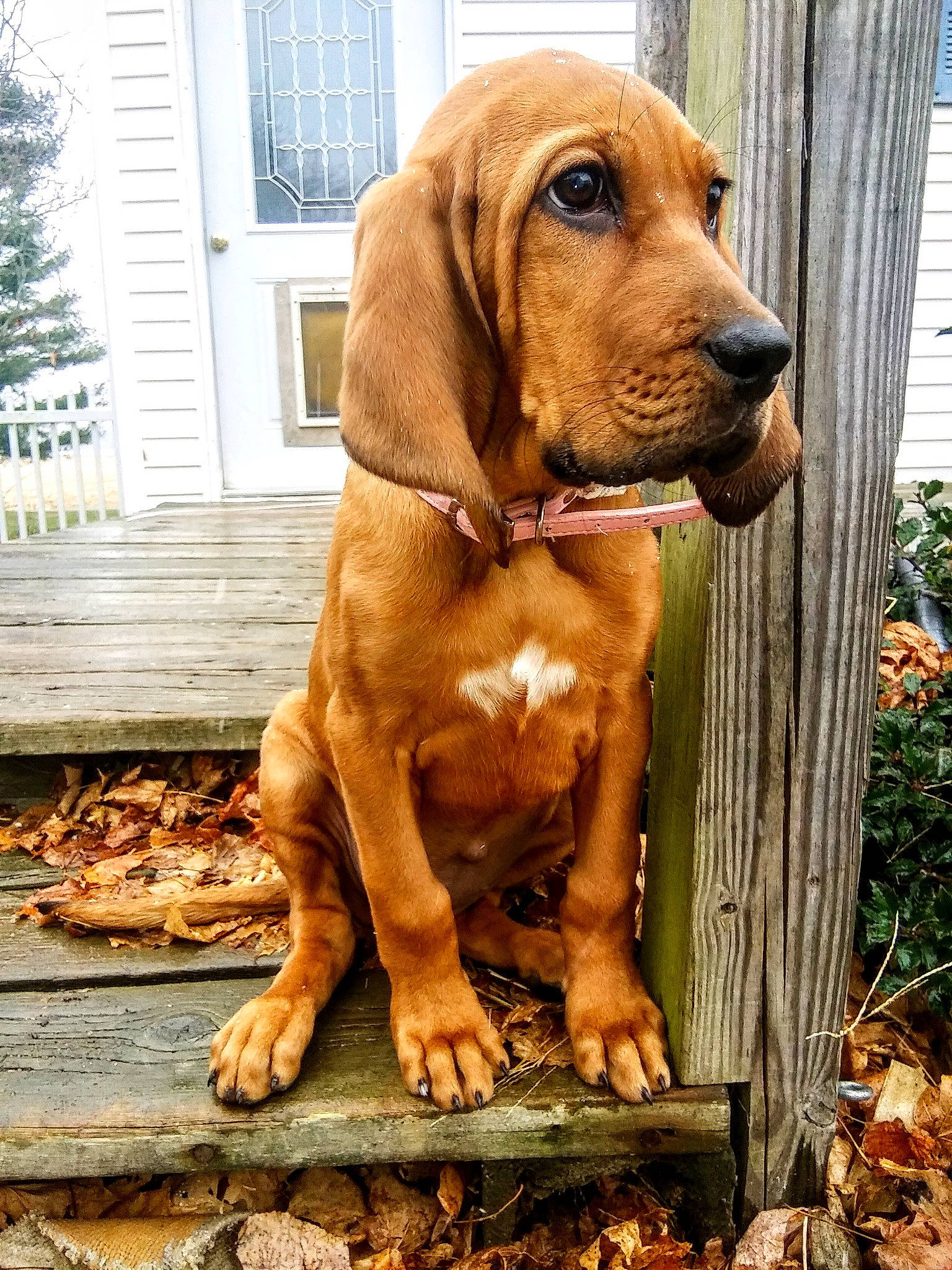 Frigg joined the competition — help win amazing prizes! bloodhound, canidae, carnivore, companion_dog, dog, dog_breed, fawn, fila_brasileiro, hanover_hound, hound, mammal, rare_breed_dog, snout, sporting_group, tosa, vertebrate