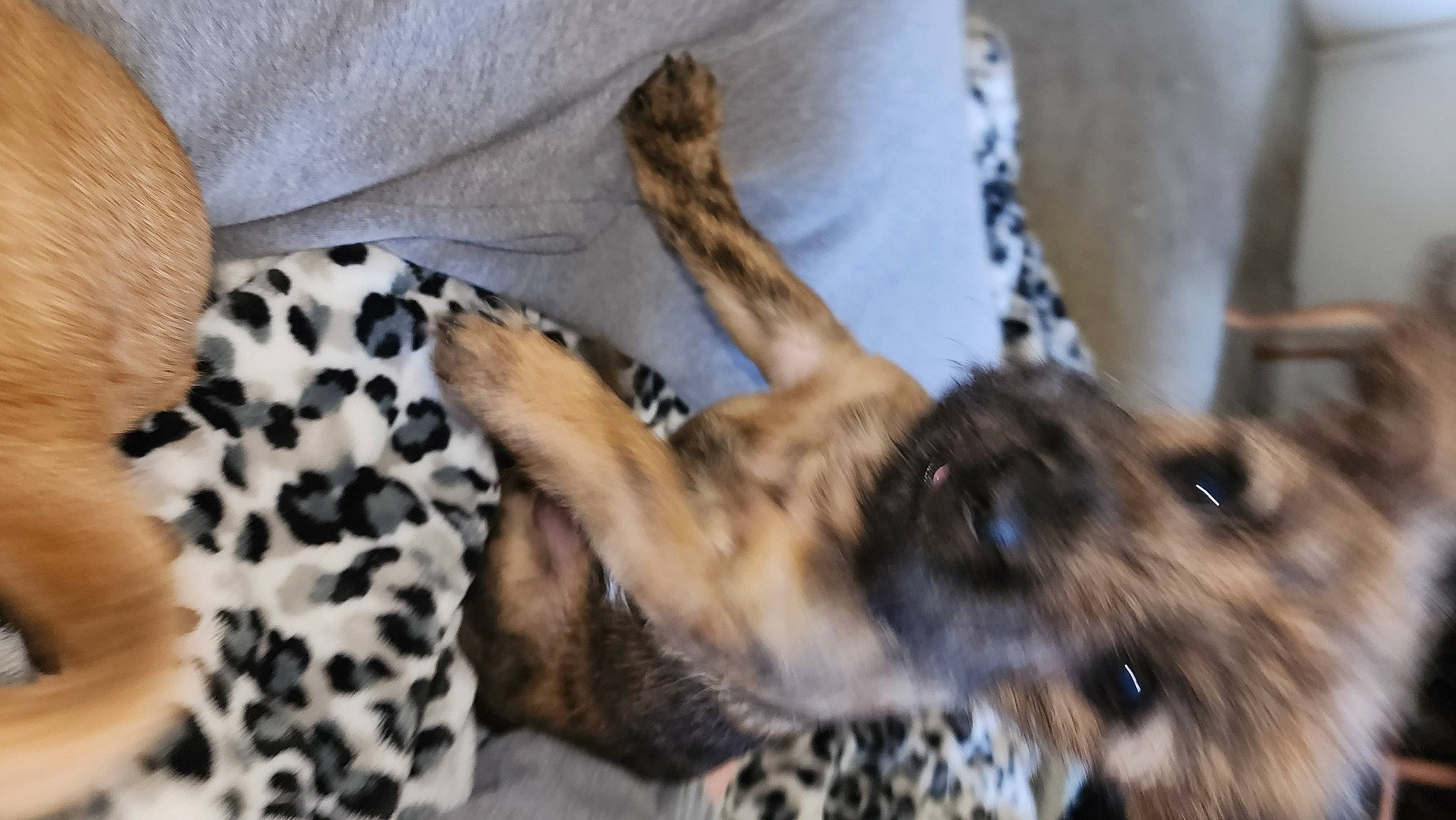 Chevy joined the competition — help win amazing prizes! big_cats, canidae, carnivore, claw, comfort, companion_dog, dog, dog_breed, fawn, felidae, fur, linens, pattern, paw, small_to_medium_sized_cats, sporting_group, tail, terrestrial_animal, whiskers