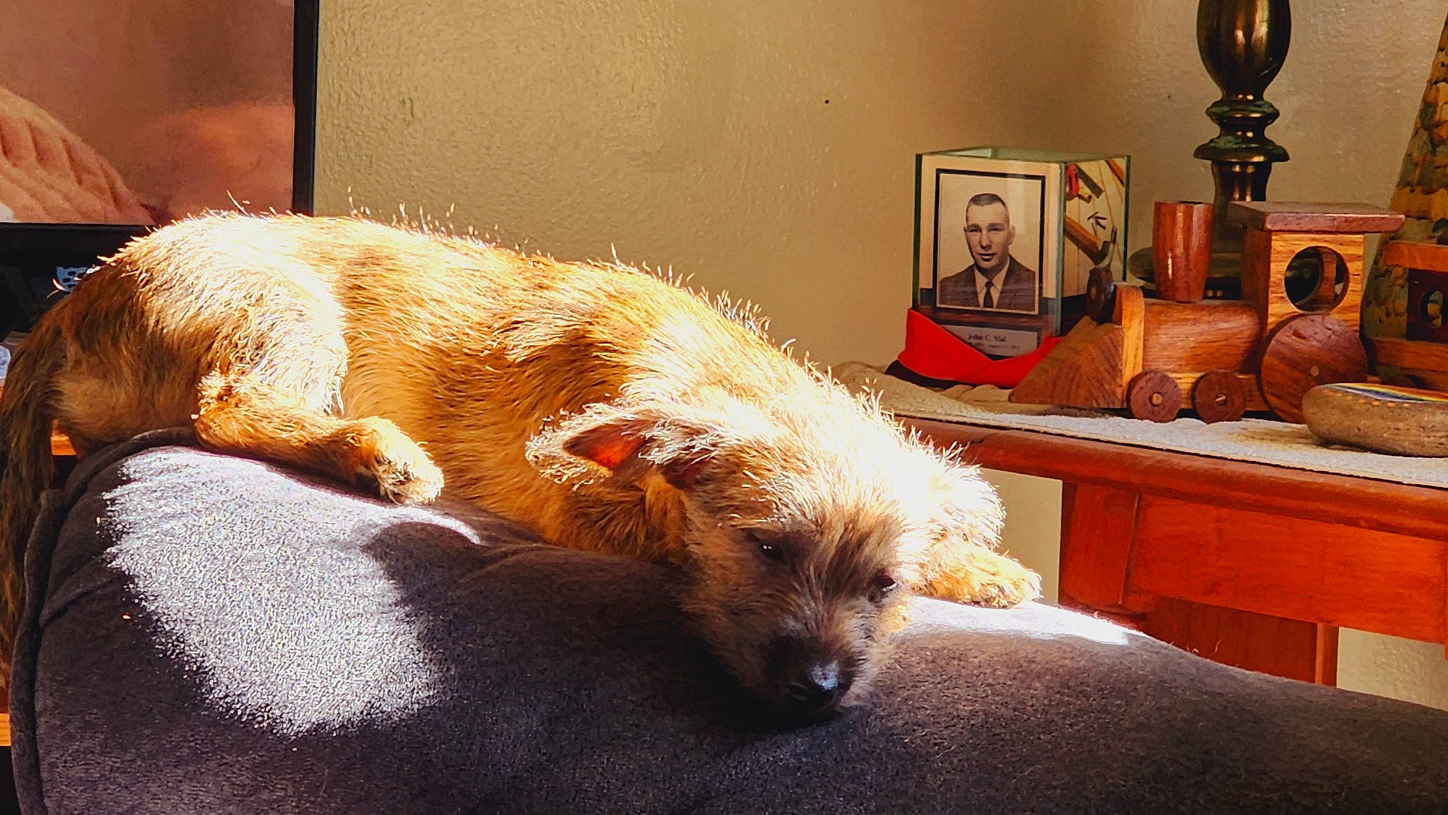 Chevy joined the competition — help win amazing prizes! canidae, carnivore, chair, comfort, companion_dog, couch, dog, dog_breed, fawn, flooring, fur, living_room, picture_frame, room, snout, sporting_group, tail, whiskers, window, wood