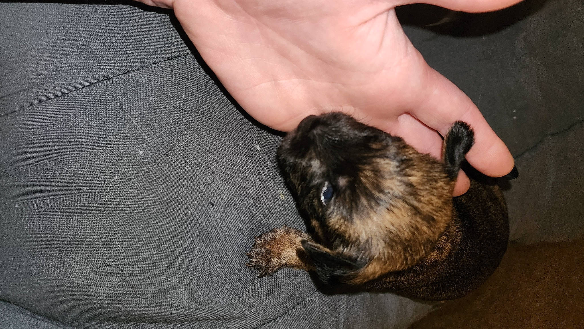 Chevy is registered to the contest to win money with this photo: canidae, carnivore, claw, comfort, companion_dog, dog, dog_breed, felidae, fur, mustelidae, nail, paw, small_to_medium_sized_cats, snout, sporting_group, tail, terrestrial_animal, terrier, toy_dog, whiskers