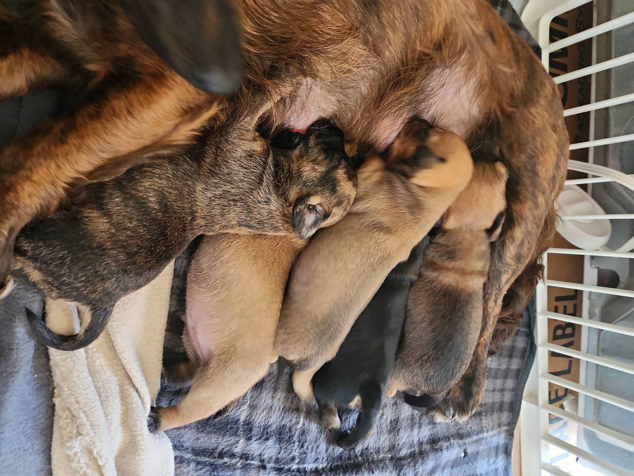 Chevy joined the competition — help win amazing prizes! big_cats, canidae, carnivore, claw, companion_dog, dog, dog_breed, fawn, felidae, foot, fur, mesh, nap, paw, sleep, snout, tail, terrestrial_animal, whiskers, wildlife