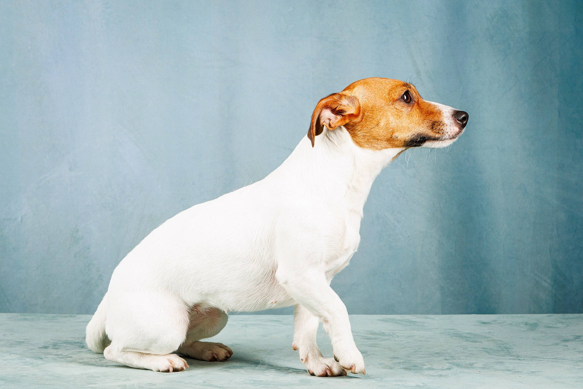 Taya participe au concours pour gagner de l'argent avec cette photo : ancient_dog_breeds, canidae, carnivore, companion_dog, dog, dog_breed, fawn, hunting_dog, non_sporting_group, paw, snout, sporting_group, tail, terrestrial_animal, whiskers, working_animal