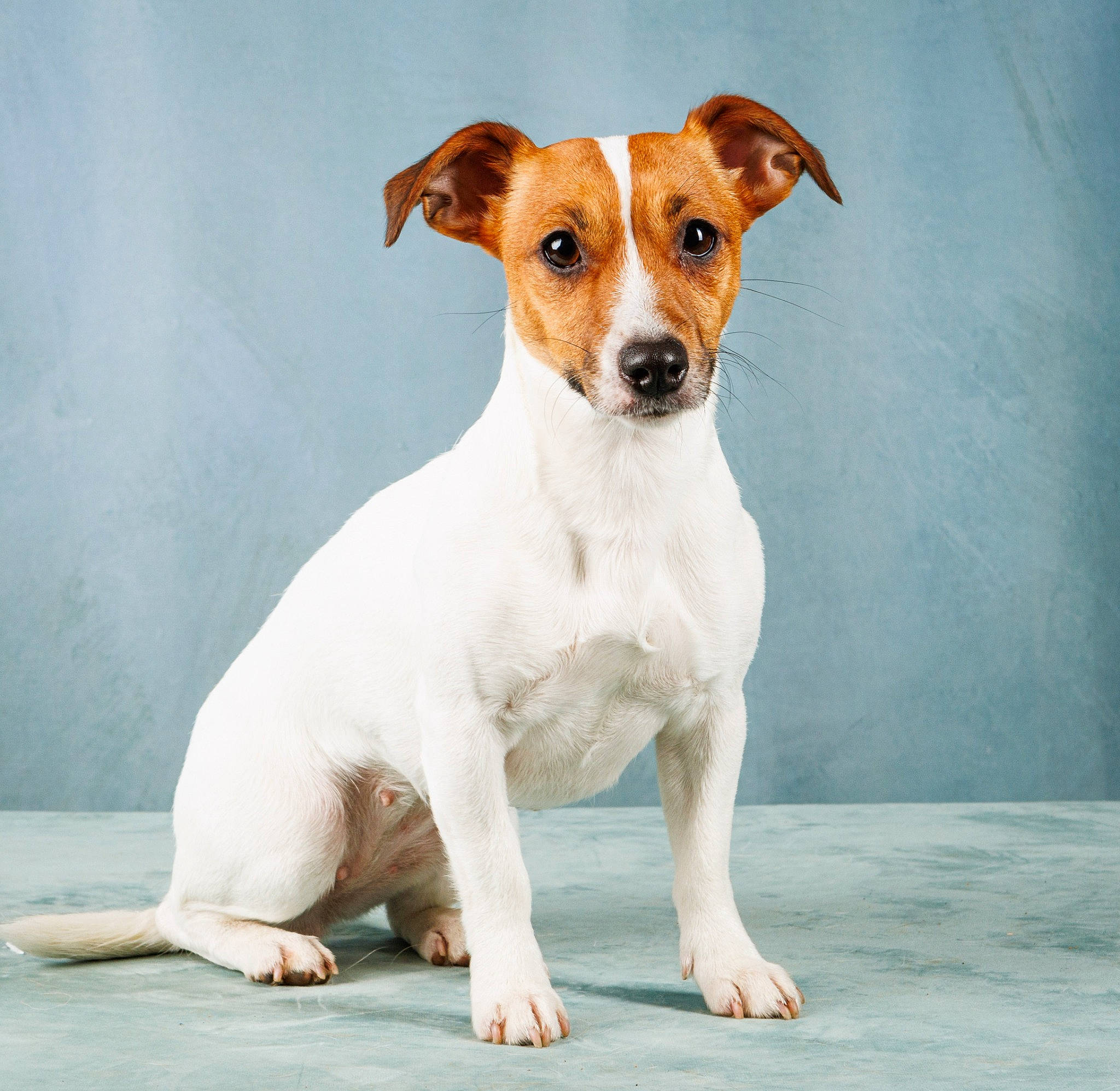 Taya participe au concours pour gagner de l'argent avec cette photo : ancient_dog_breeds, canidae, carnivore, collar, companion_dog, dishware, dog, dog_breed, fawn, irishjacks, paw, serveware, snout, sporting_group, terrestrial_animal, terrier, whiskers, working_animal