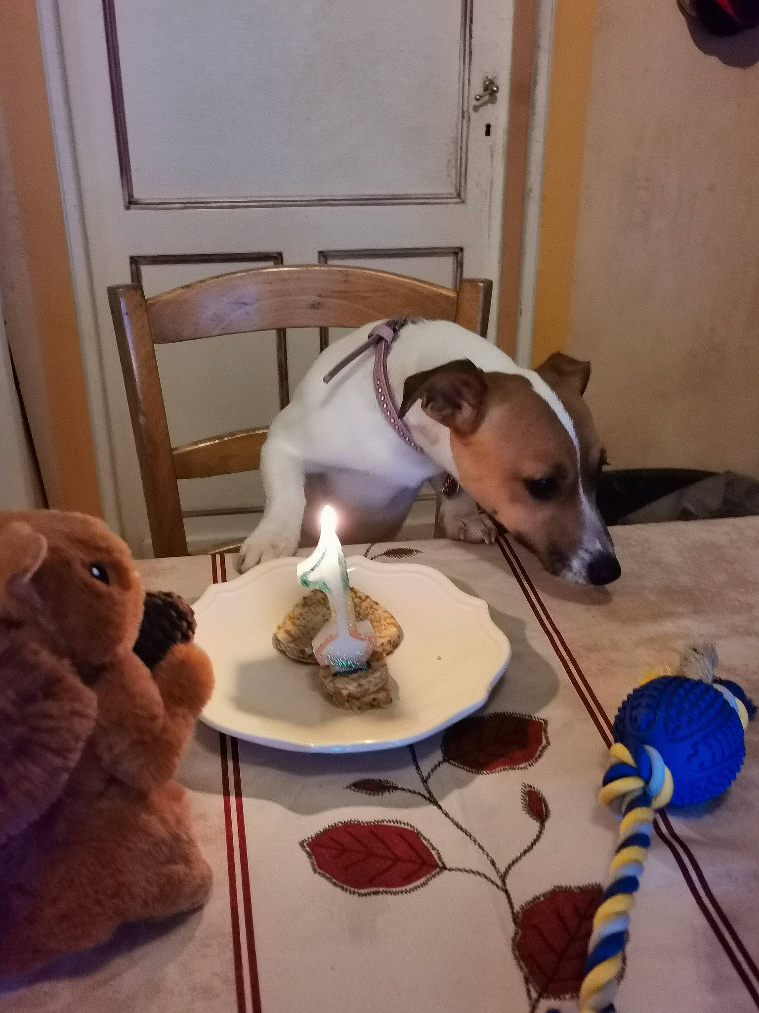 Taya a rejoint le concours — aidez-le/la à gagner de superbes lots ! art, bowl, candle, carnivore, companion_dog, cup, dog, dog_breed, drinkware, furniture, linens, mammal, mug, plate, porcelain, serveware, table, tableware, toy, wood