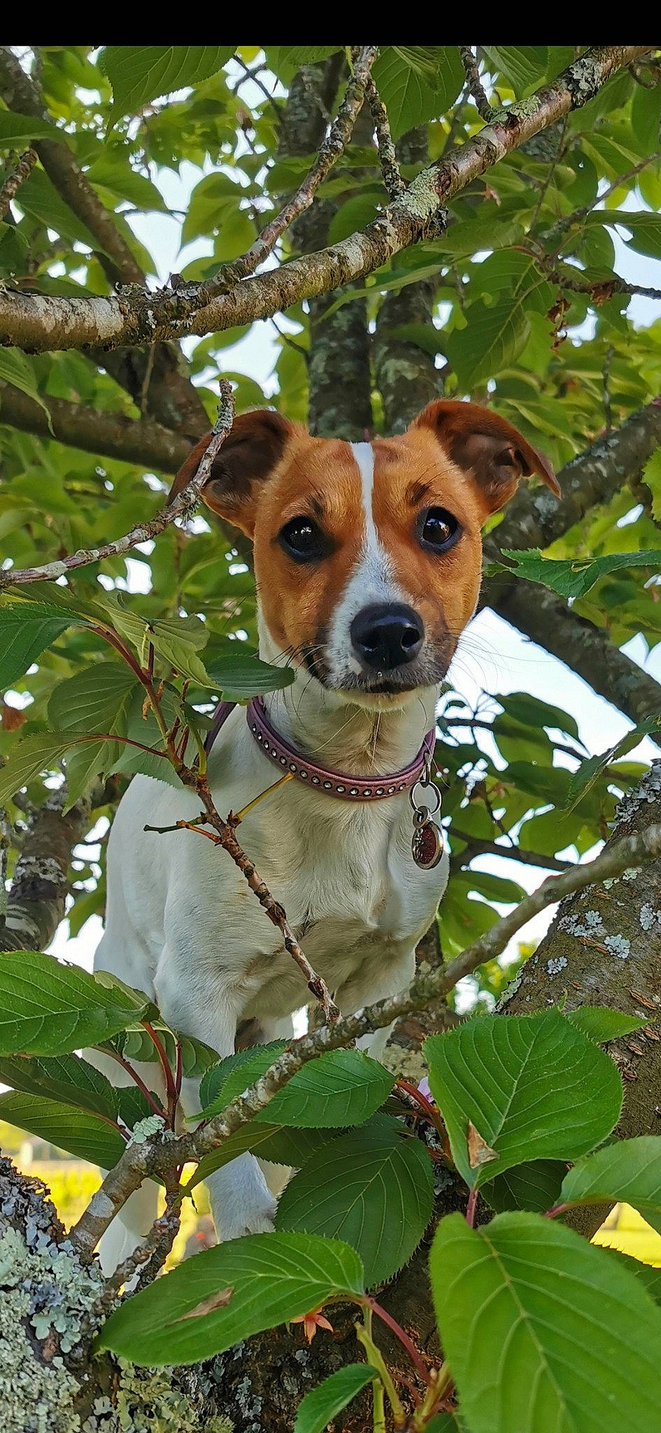 Taya a rejoint le concours — aidez-le/la à gagner de superbes lots ! ancient_dog_breeds, canidae, carnivore, collar, companion_dog, dog, dog_breed, dog_collar, fawn, irishjacks, plant, snout, sporting_group, terrestrial_plant, terrier, tree, twig, whiskers, window, working_animal