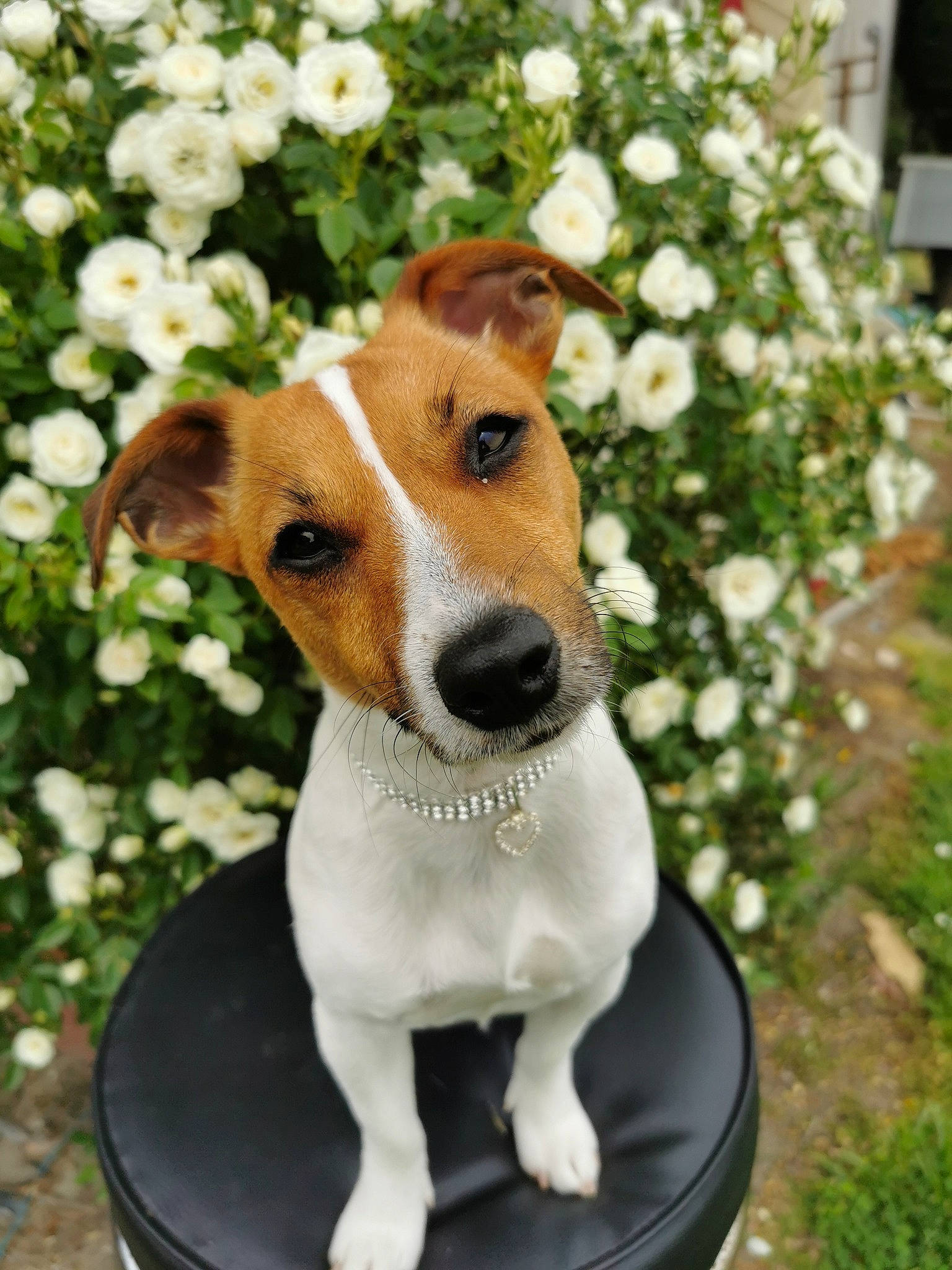 Taya participe au concours pour gagner de l'argent avec cette photo : ancient_dog_breeds, canidae, carnivore, collar, companion_dog, dog, dog_breed, dog_collar, dog_supply, fawn, flower, grass, pet_supply, plant, serveware, snout, sporting_group, terrier, whiskers, working_animal