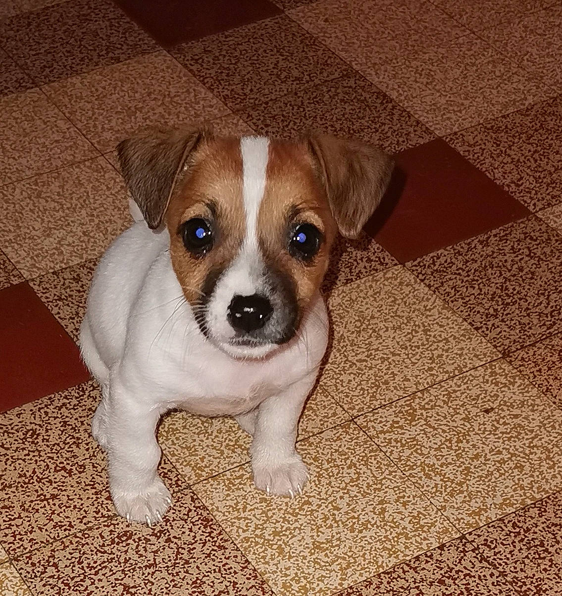 Taya a rejoint le concours — aidez-le/la à gagner de superbes lots ! canidae, carnivore, companion_dog, dog, dog_breed, fawn, flooring, fur, irishjacks, non_sporting_group, puppy, snout, sporting_group, terrestrial_animal, toy_dog, whiskers, wood, working_animal