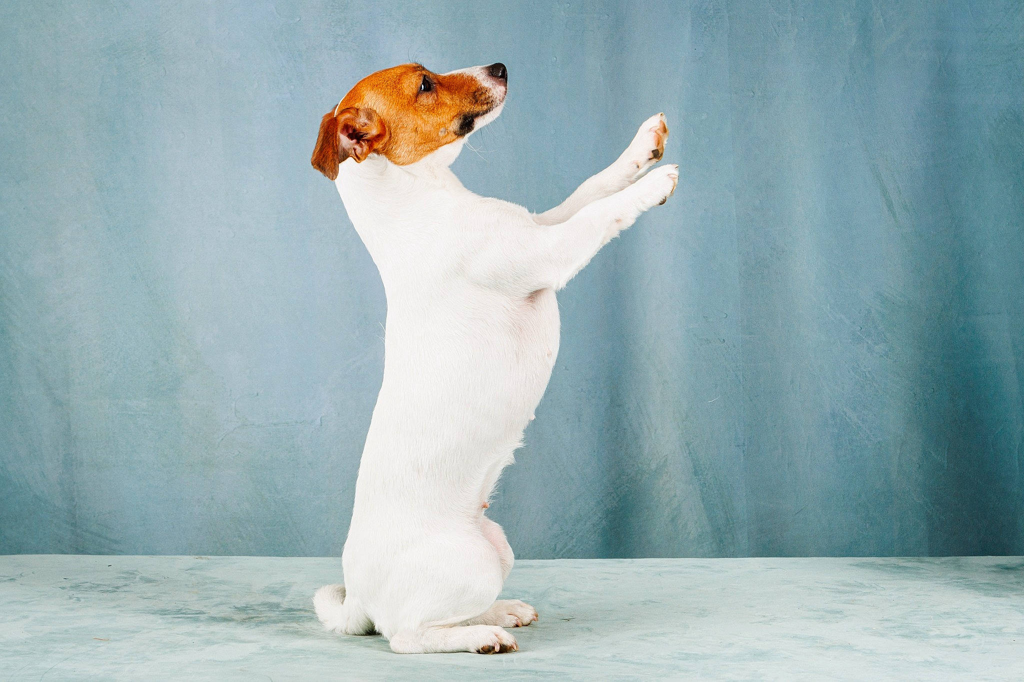 Taya a rejoint le concours — aidez-le/la à gagner de superbes lots ! ancient_dog_breeds, carnivore, comfort, companion_dog, dog, dog_breed, elbow, fawn, foot, fur, gesture, hound, human_leg, knee, paw, sitting, snout, tail, terrestrial_animal, whiskers