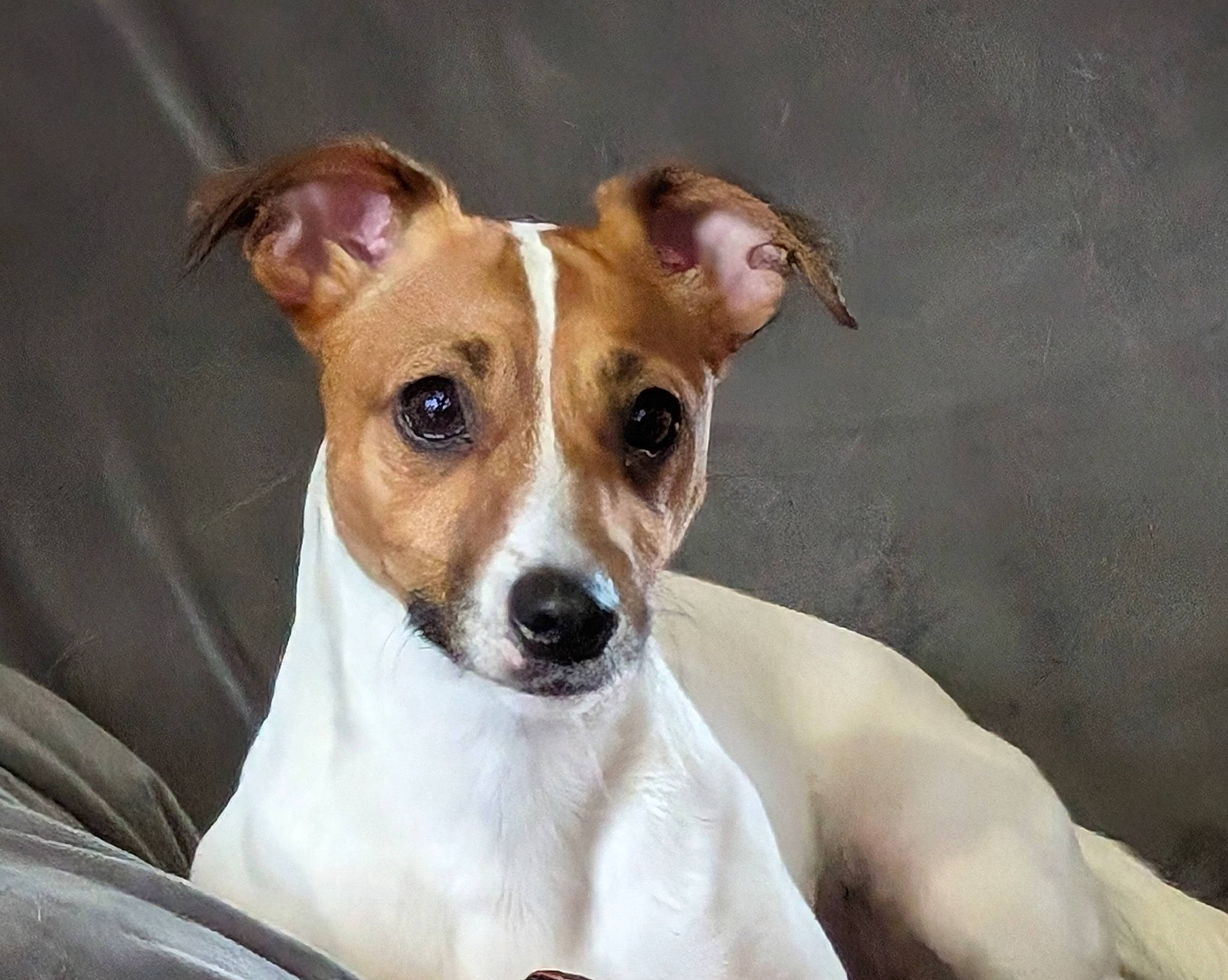 Taya a rejoint le concours — aidez-le/la à gagner de superbes lots ! ancient_dog_breeds, canidae, carnivore, collar, companion_dog, dog, dog_breed, dog_collar, ear, eye, fawn, fur, irishjacks, non_sporting_group, snout, sporting_group, terrestrial_animal, terrier, whiskers, working_animal