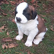 Aresse participe au concours pour gagner de l'argent avec cette photo : puppy, dog, grass, outdoor, leaf, brown, white, pet, young, cute, animal, fur, nature, sitting, small, adorable, canine, face, ears, snout