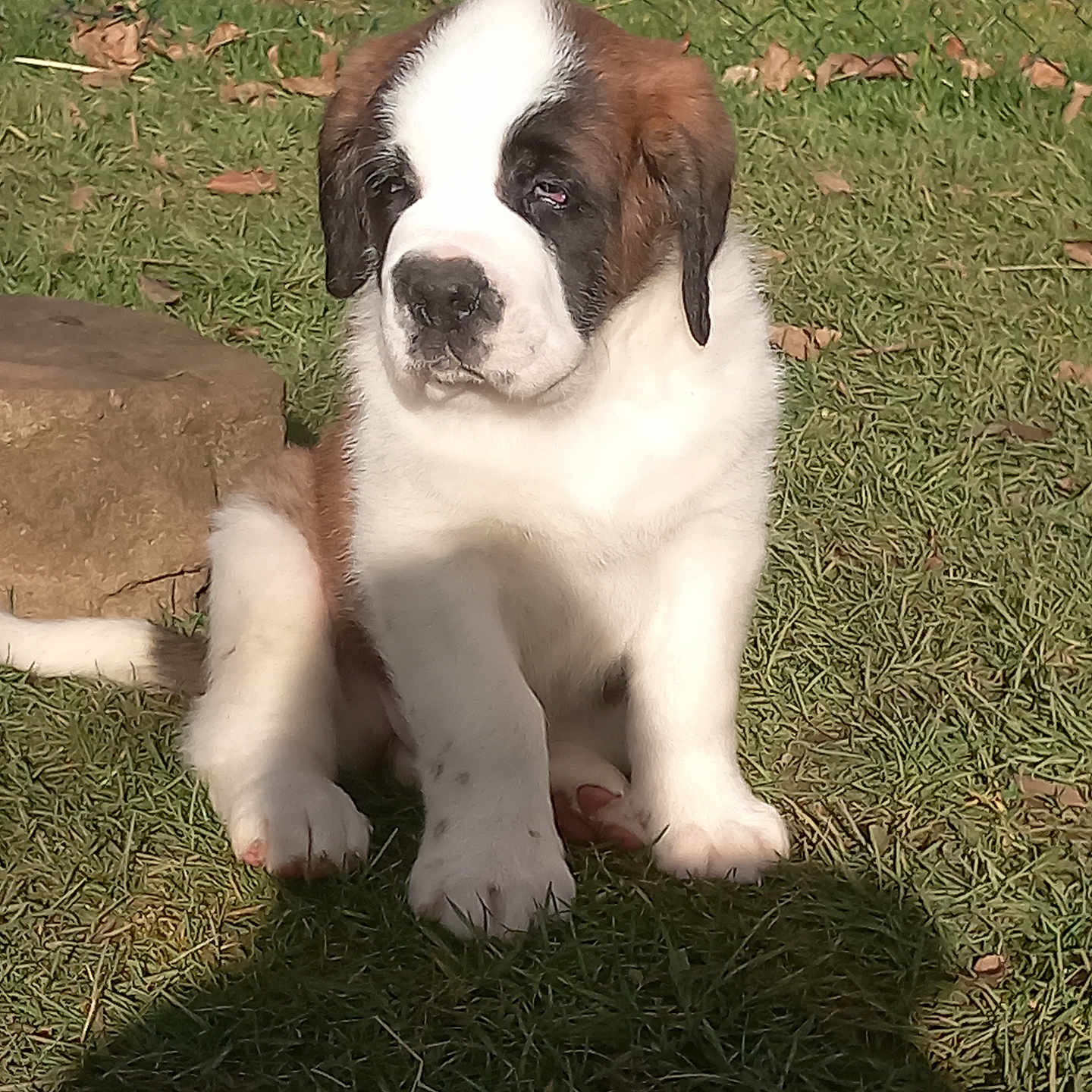 Aresse a rejoint le concours — aidez-le/la à gagner de superbes lots ! adorable, animal, backyard, calm, cute, daylight, dog, fence, fur, grass, mammal, nature, outdoor, pet, puppy, rock, saint_bernard, sitting, sunlight, young
