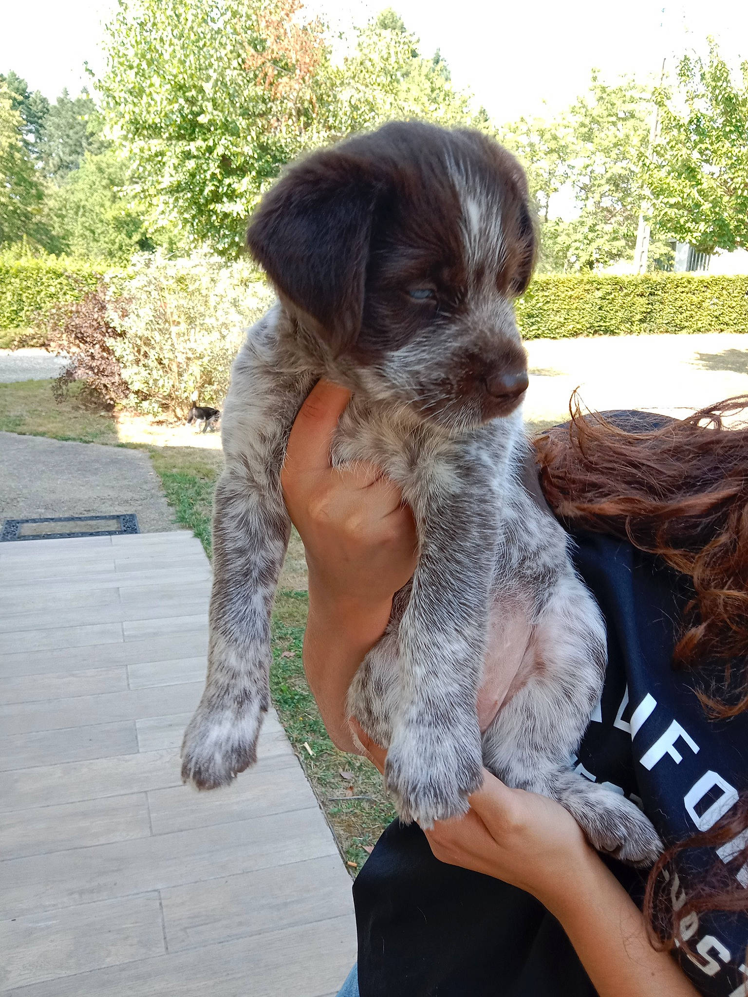 Belle a rejoint le concours — aidez-le/la à gagner de superbes lots ! canidae, carnivore, companion_dog, dog, dog_breed, dog_supply, fawn, fur, grass, liver, plant, sky, small_terrier, snout, sporting_group, terrier, toy_dog, tree, water_dog, working_animal