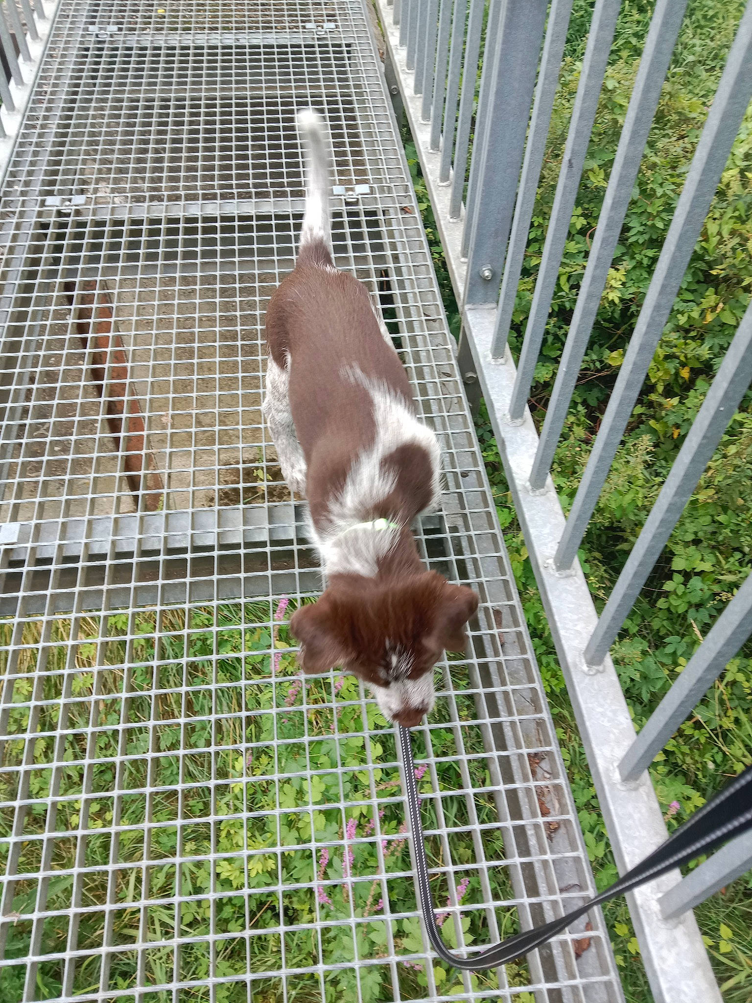 Belle participe au concours pour gagner de l'argent avec cette photo : animal_shelter, canidae, carnivore, cat, dog_breed, fawn, felidae, fence, grass, kennel, mesh, pet_supply, plant, rabbits_and_hares, service, small_to_medium_sized_cats, snout, sporting_group, tail, whiskers