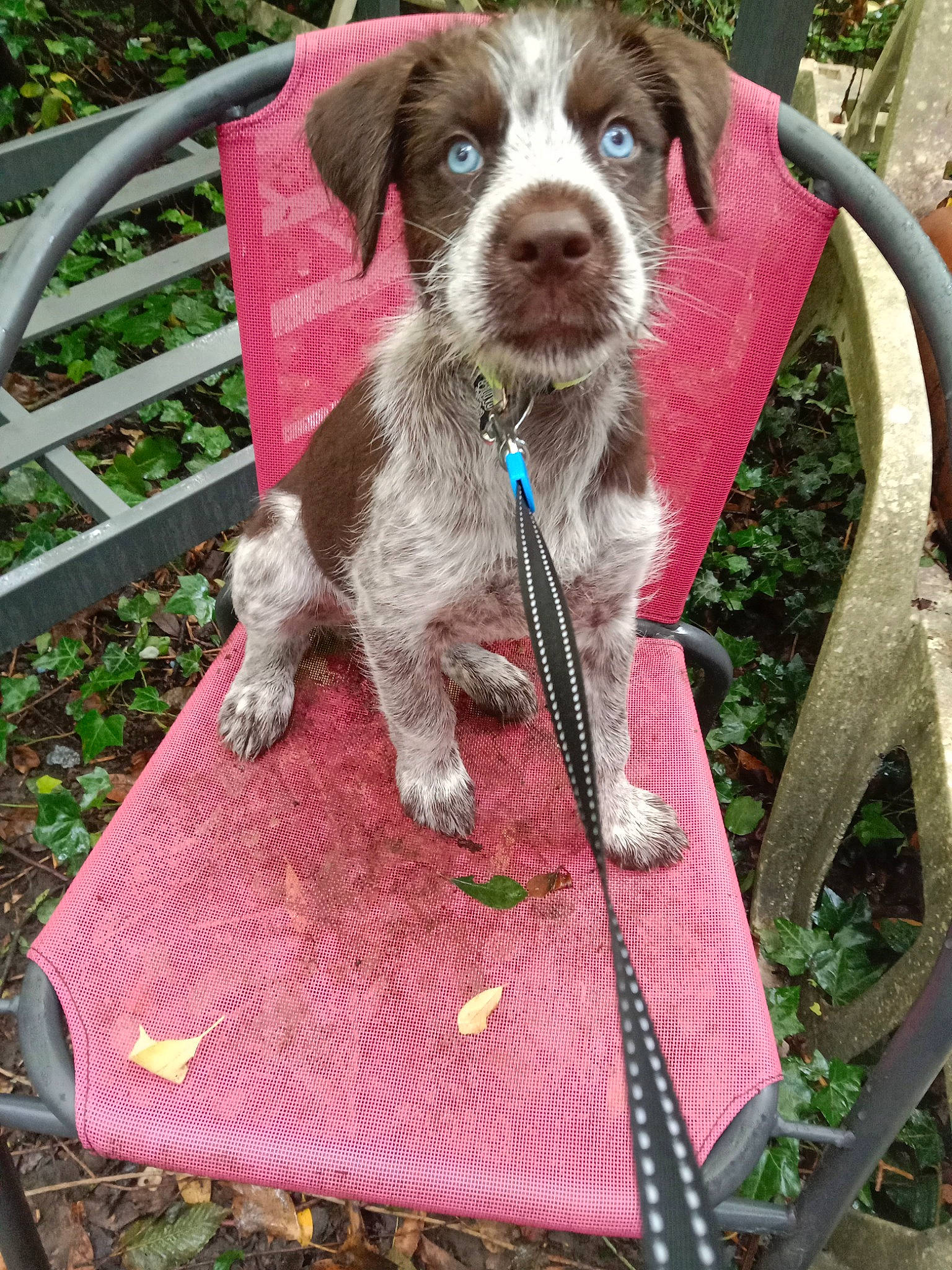 Belle a rejoint le concours — aidez-le/la à gagner de superbes lots ! canidae, carnivore, collar, companion_dog, dog, dog_breed, dog_collar, grass, gun_dog, hunting_dog, leash, liver, outdoor_furniture, plant, snout, sporting_group