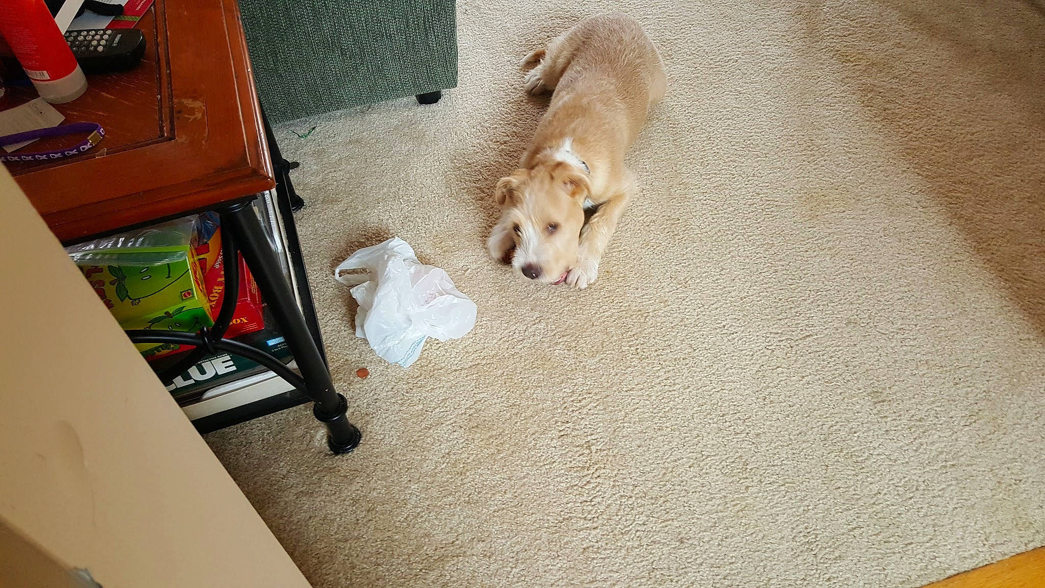 Roady is registered to the contest to win money with this photo: audio_equipment, ball, carnivore, carpet, comfort, companion_dog, dog, dog_breed, dog_supply, fawn, floor, flooring, fur, hardwood, pet_supply, sporting_group, tail, television, wood, working_animal