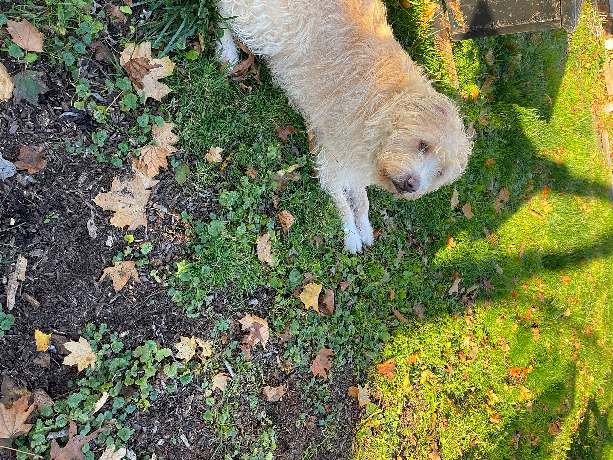 Roady joined the competition — help win amazing prizes! canidae, companion_dog, dog_breed, fawn, fur, grass, grassland, grazing, groundcover, human_leg, livestock, people_in_nature, plant, sheep, soil, sporting_group, tail, terrestrial_animal, tree, wood