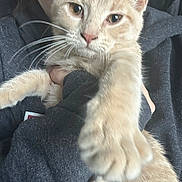 Lucy is registered to the contest to win money with this photo: cat, pet, animal, orange_cat, whiskers, paw, person, hand, sweater, close_up, indoor, feline, fur, cute, face, holding, domestic_animal, portrait, looking_at_camera, friendly