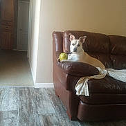 Precious is registered to the contest to win money with this photo: dog, brown_couch, yellow_ball, living_room, flooring, blanket, wall, indoor, pet, canine, leather_couch, collar, home, relaxed, looking_at_camera, furniture, playful, domestic_animal, comfort, quiet