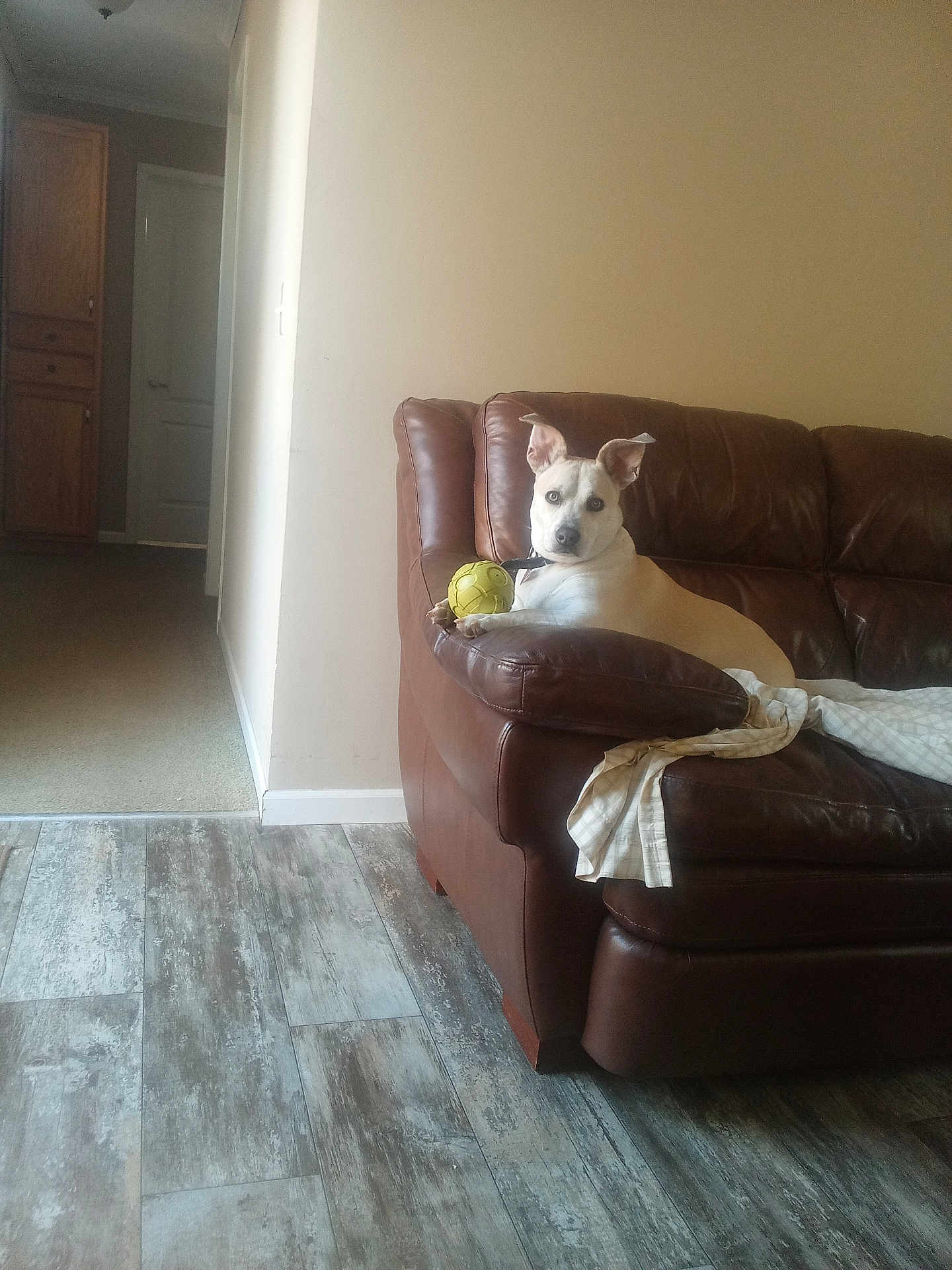 Precious is registered to the contest to win money with this photo: dog, brown_couch, yellow_ball, living_room, flooring, blanket, wall, indoor, pet, canine, leather_couch, collar, home, relaxed, looking_at_camera, furniture, playful, domestic_animal, comfort, quiet