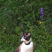 Saki a rejoint le concours — aidez-le/la à gagner de superbes lots ! cat, animal, pet, outdoor, garden, greenery, foliage, flowers, purple_flower, yellow_flower, grass, nature, sitting, blue_eyes, collar, mammal, whiskers, fur, daylight, peaceful
