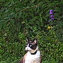cat, animal, pet, outdoor, garden, greenery, foliage, flowers, purple_flower, yellow_flower, grass, nature, sitting, blue_eyes, collar, mammal, whiskers, fur, daylight, peaceful