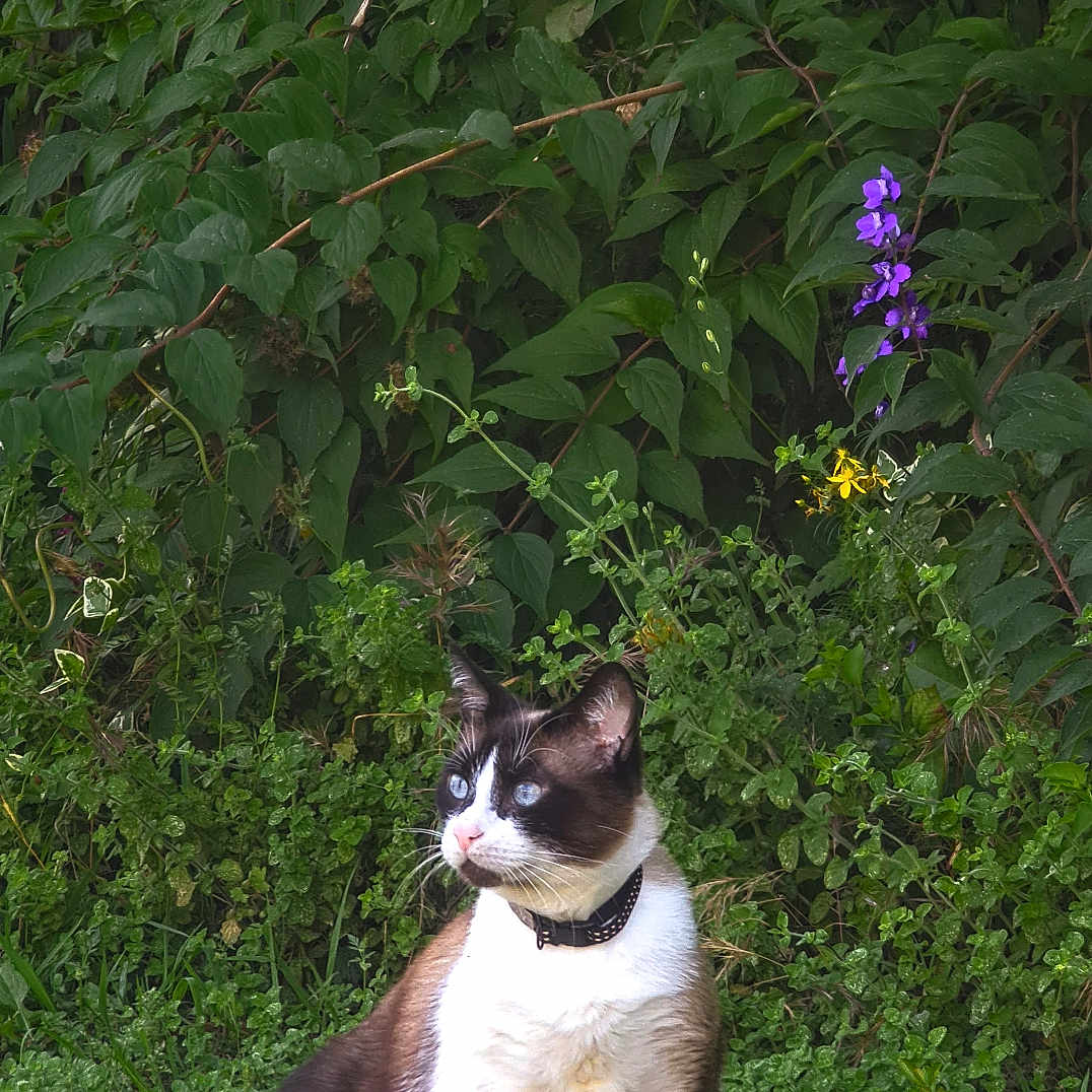 Saki a rejoint le concours — aidez-le/la à gagner de superbes lots ! animal, blue_eyes, cat, collar, daylight, flowers, foliage, fur, garden, grass, greenery, mammal, nature, outdoor, peaceful, pet, purple_flower, sitting, whiskers, yellow_flower