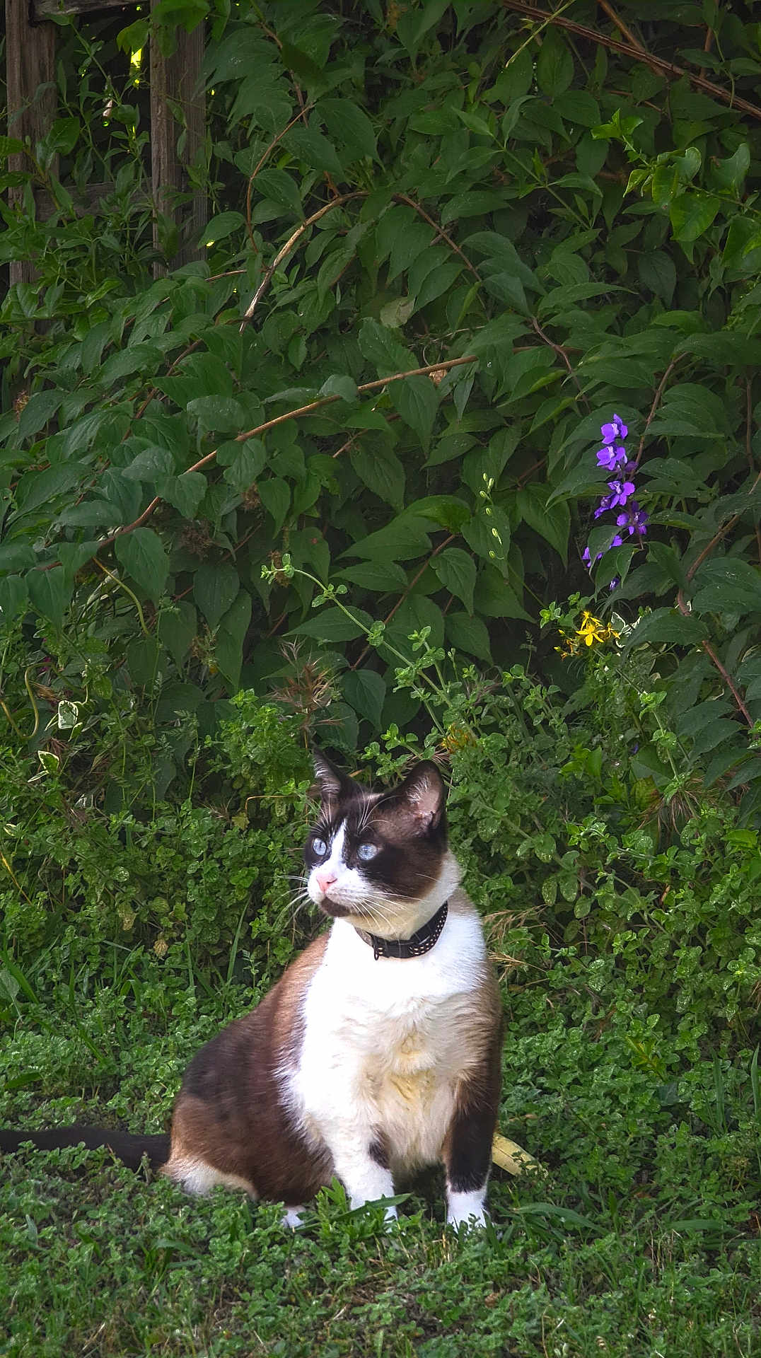 Saki a rejoint le concours — aidez-le/la à gagner de superbes lots ! cat, animal, pet, outdoor, garden, greenery, foliage, flowers, purple_flower, yellow_flower, grass, nature, sitting, blue_eyes, collar, mammal, whiskers, fur, daylight, peaceful