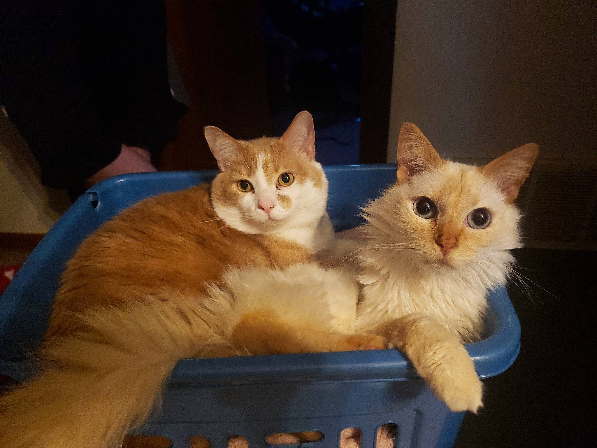 C.j. joined the competition — help win amazing prizes! carnivore, cat, cat_furniture, cat_supply, claw, domestic_short_haired_cat, fawn, felidae, fur, kitten, paw, pet_supply, small_to_medium_sized_cats, vertebrate, whiskers